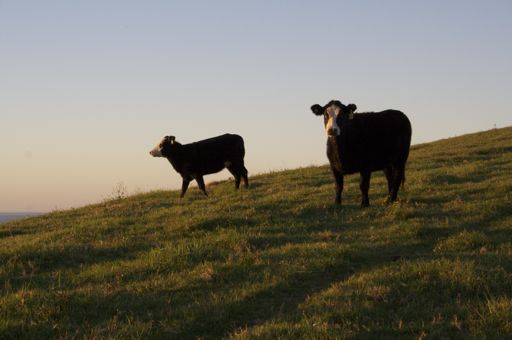 Ces vaches elles peuvent voir le paysage romantique tous les jours!