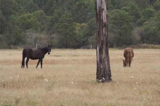 Cette région était aussi la capitale des chevaux. Pas pour en faire du steak mais pour des chevaux de compèt... trop beaux!