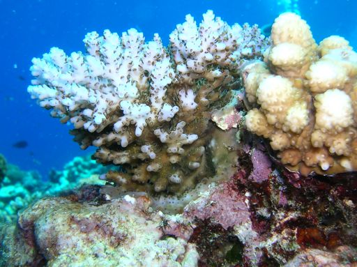 Ce corail fait env. 15cm de diamètre