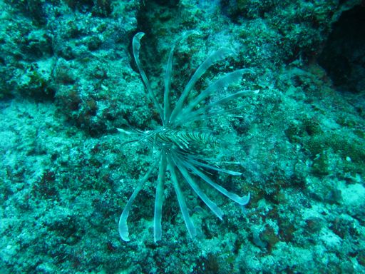 Lion fish