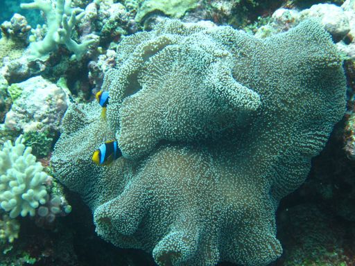 Anemone fish