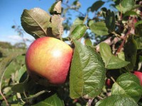 Les 2 ingrédients essentiels pour porter du fruit.